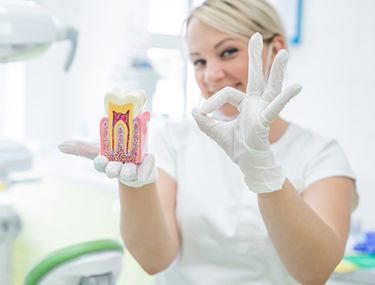 Dentist holding a model of tooth anatomy and making an ok sign